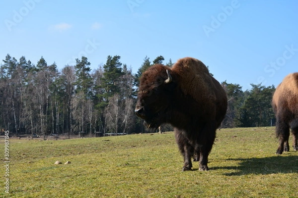 Fototapeta Bison - Buffalo