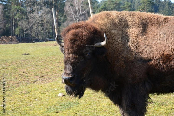 Fototapeta Bison - Buffalo (Head)