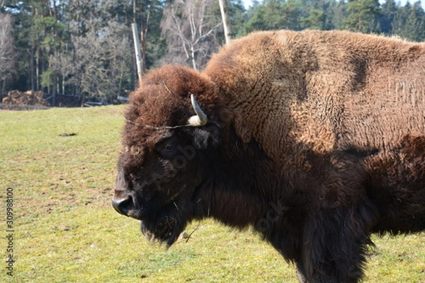 Fototapeta Bison - Buffalo (Head)