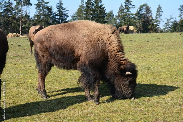 Fototapeta Bison - Buffalo