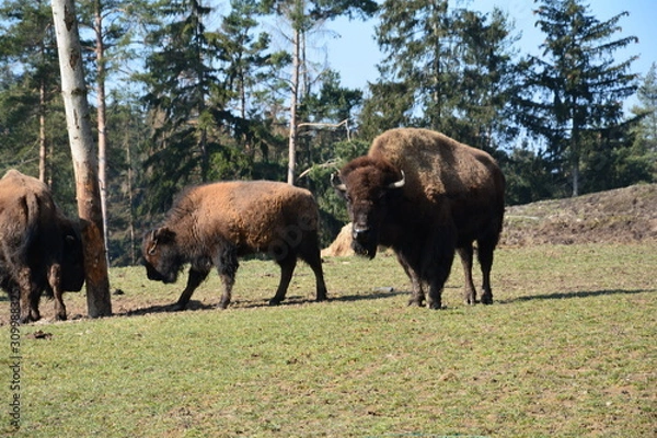 Fototapeta Bison - Buffalo