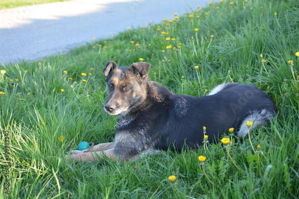 Fototapeta German Shepherd Dog