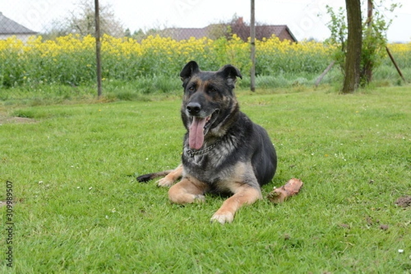 Fototapeta German Shepherd Dog