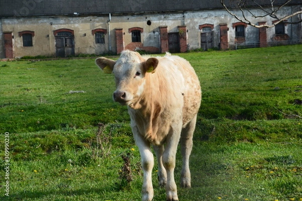 Fototapeta Cow