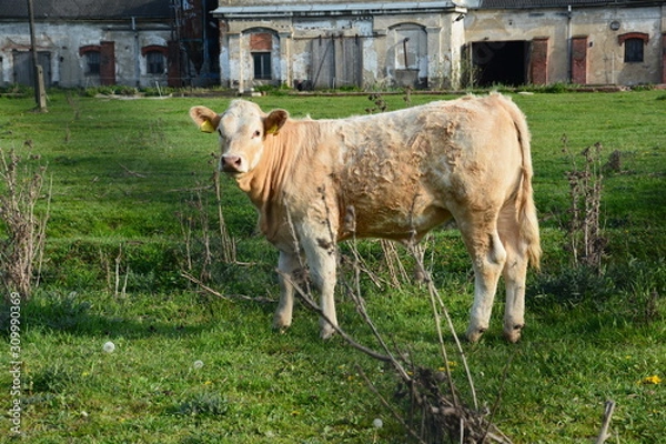Fototapeta Cow - Calf