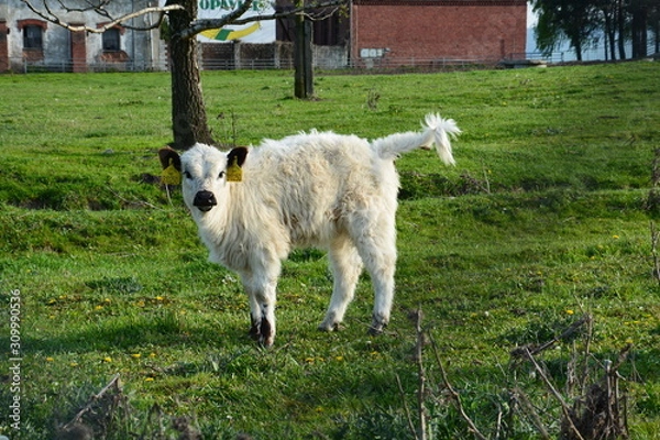 Fototapeta Cow - Calf