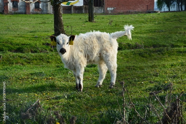 Fototapeta Cow - Calf