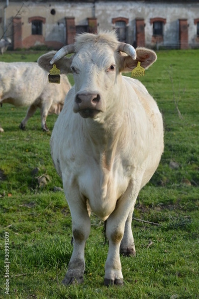 Fototapeta Cow