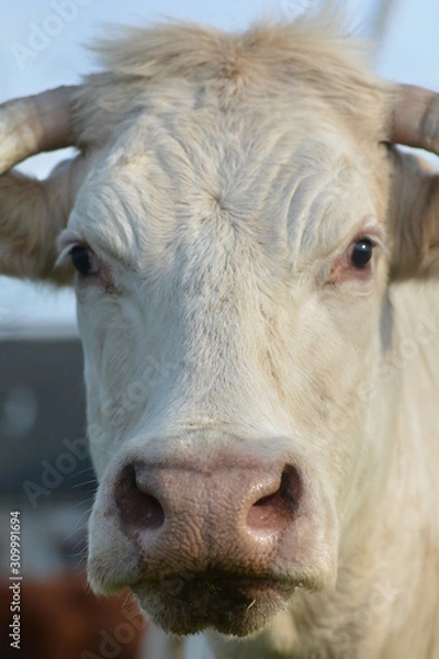 Obraz Cow - Eyes