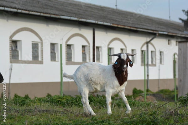 Fototapeta  Goat
