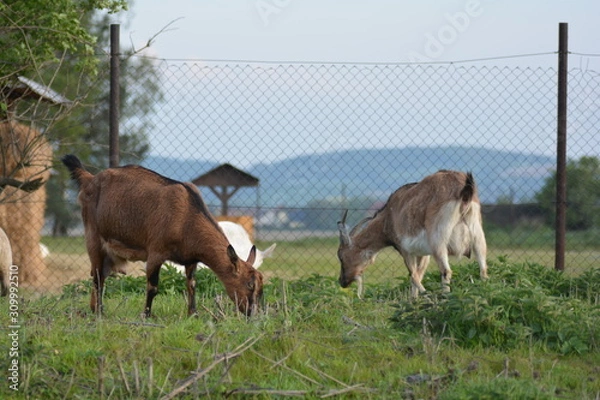 Fototapeta  Goats