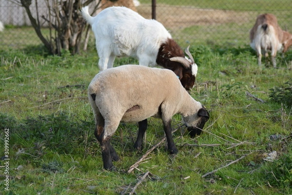 Fototapeta Sheep Lamb