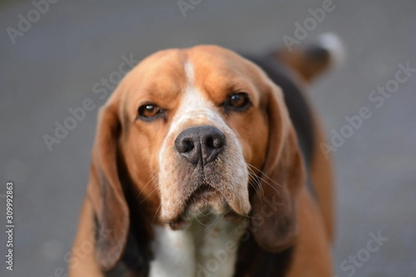 Fototapeta Beagle dog