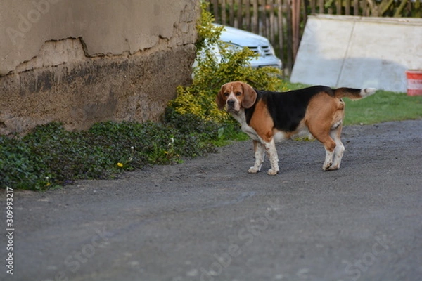 Fototapeta beagle dog