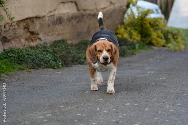 Fototapeta beagle dog