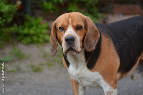Fototapeta beagle dog