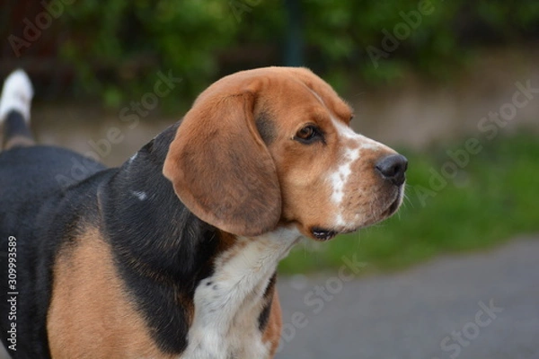 Fototapeta beagle dog