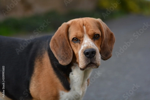 Fototapeta beagle dog