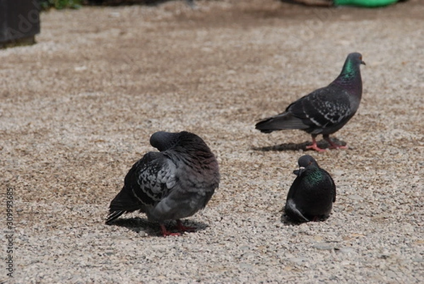 Fototapeta Pigeon Bird
