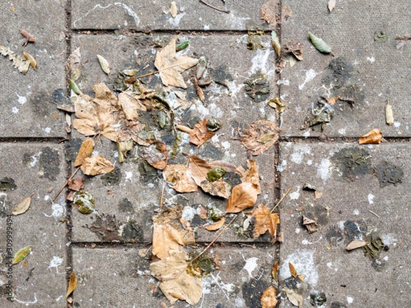 Obraz Full frame shot of bird poop and leaves