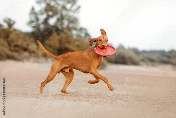 Obraz happy vizsla dog running on a beach with a flying disc