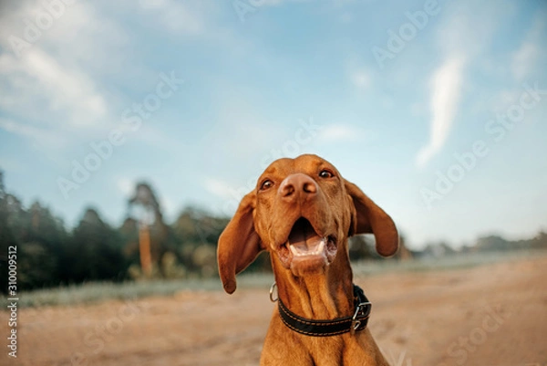 Obraz funny close up wide angle portrait of vizsla dog on a beach