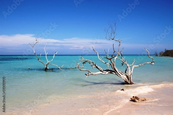 Fototapeta dos arboles secos en una playa de agua azul turquesa en cuba