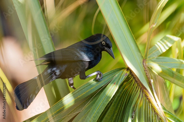 Obraz bird on palm tree
