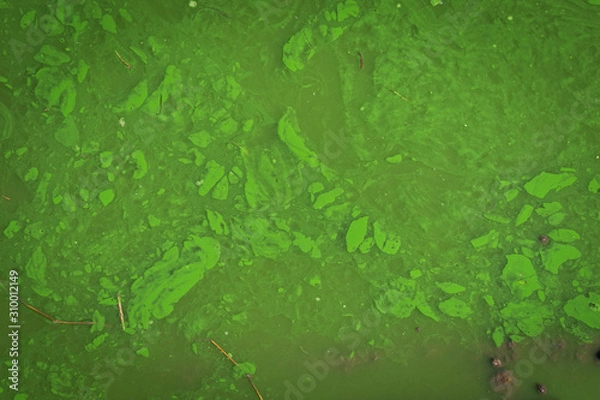 Obraz green murky water background