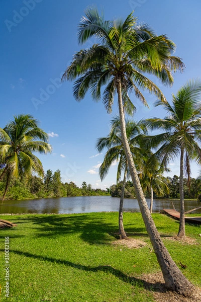 Obraz palm trees on the beach