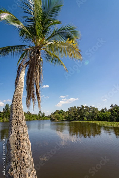 Obraz palm trees on the beach