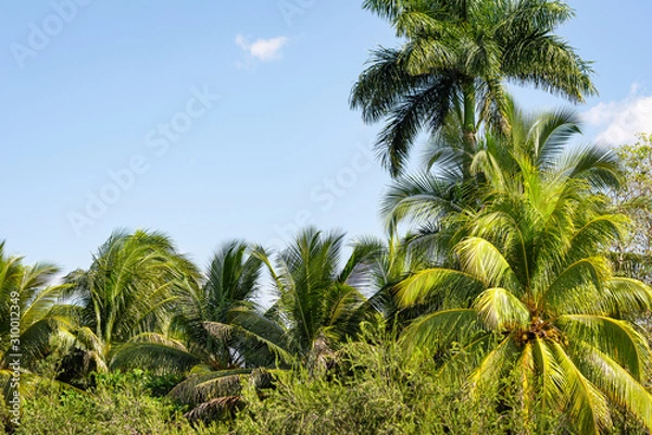 Obraz coconut palm trees and blue sky