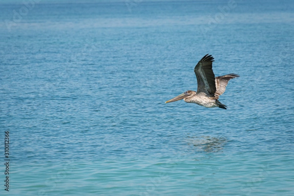 Obraz pelican in flight