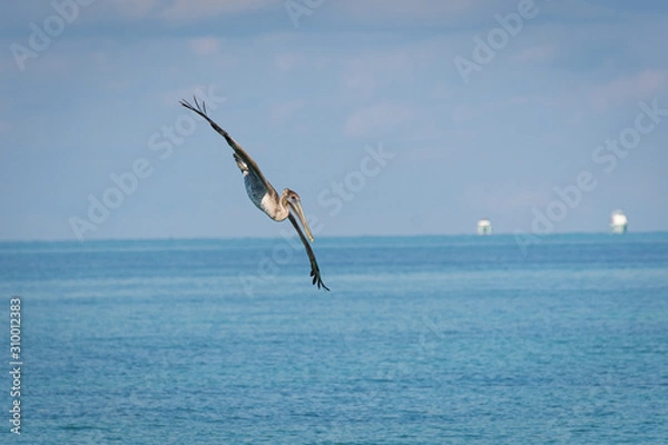 Obraz pelican in flight