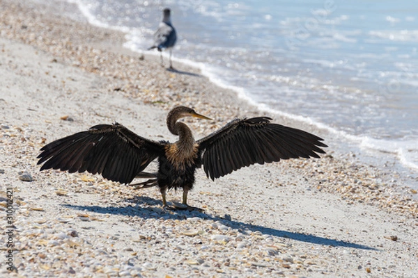 Obraz heron close up