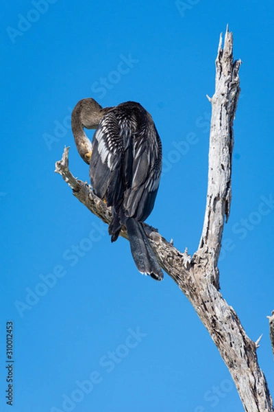 Obraz heron close up