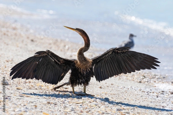 Obraz heron close up