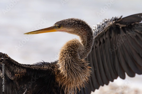 Obraz heron close up