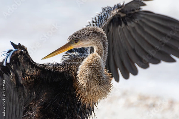 Obraz heron close up