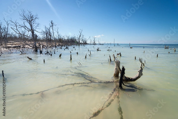 Obraz tree on the beach