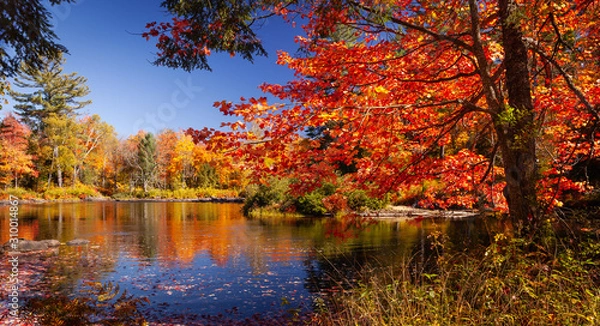 Obraz autumn in park