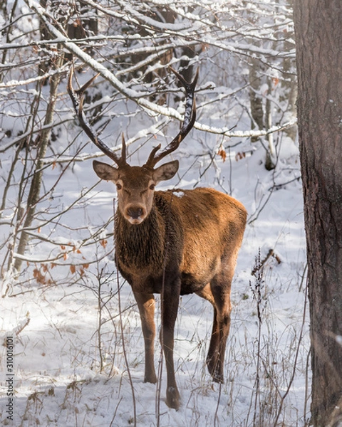 Fototapeta A male red deer in a snowy forest coming view from the front