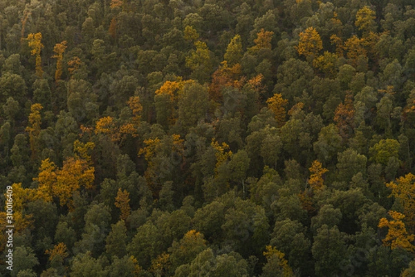 Fototapeta Forest last light