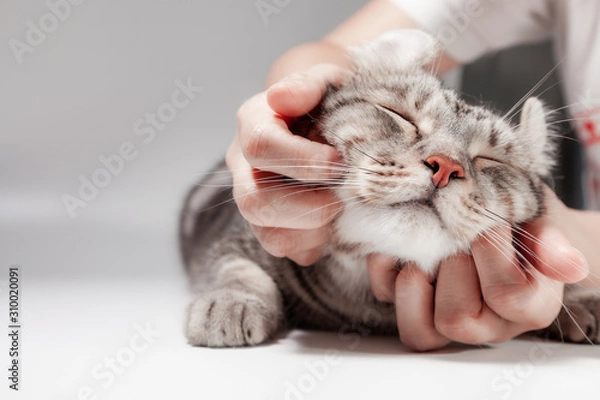 Fototapeta Szczęśliwy kot piękny wygodny spanie przez kobietę gładzącą rękę. miłość do koncepcji zwierzaka. American Curl Cat Silver Tabby Color Śliczny imbirowy kotek w puszystym zwierzaku wygodnie jest szczęśliwy.