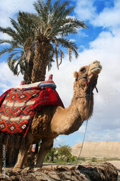 Fototapeta wielbłąd i palma