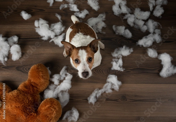 Fototapeta Bad dog. Jack Russell Terrier vomits, spoils a soft toy. Educating pet.