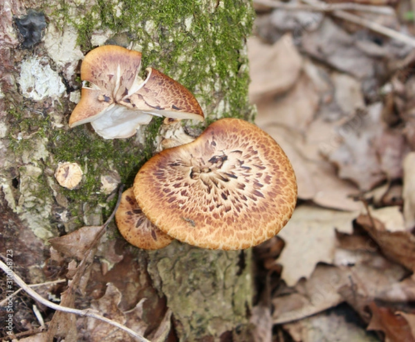Obraz Bracket fungus on tree