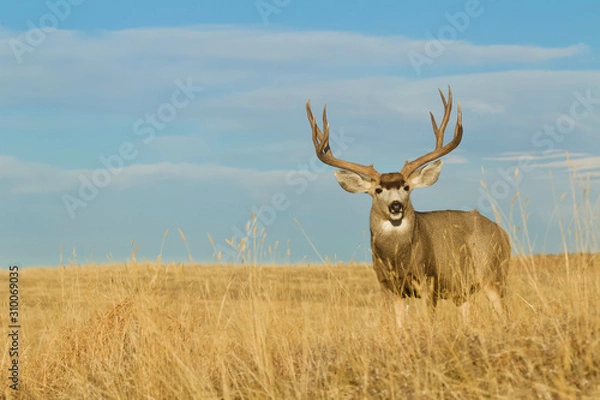 Fototapeta Duży Buck Deer z rogami trofeum na łące z niebieskim niebem