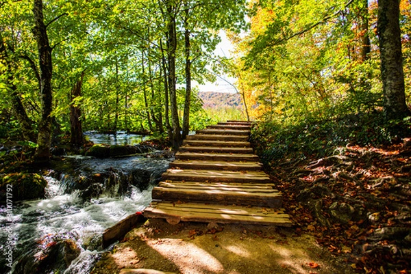 Obraz Inside of the natural park