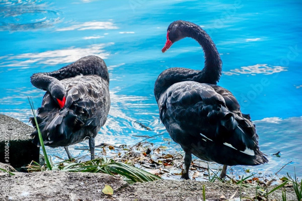Obraz Geese at Eola park, Orlando